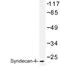 Syndecan 4 antibody, LS-C177327, Lifespan Biosciences, Western Blot image 