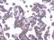 Collagen Type IV Alpha 1 Chain antibody, M01411, Boster Biological Technology, Immunohistochemistry frozen image 