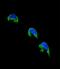 Cytochrome P450 Family 1 Subfamily A Member 2 antibody, LS-C167208, Lifespan Biosciences, Immunofluorescence image 