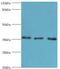 Annexin A4 antibody, LS-C375224, Lifespan Biosciences, Western Blot image 