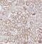 Serine racemase antibody, FNab08241, FineTest, Immunohistochemistry paraffin image 