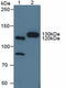 Contactin-4 antibody, MBS2016854, MyBioSource, Western Blot image 