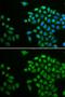 Protein Tyrosine Phosphatase Non-Receptor Type 2 antibody, GTX54634, GeneTex, Immunofluorescence image 