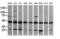 Mitogen-Activated Protein Kinase Kinase 1 antibody, LS-C174507, Lifespan Biosciences, Western Blot image 