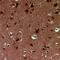 EP300 Interacting Inhibitor Of Differentiation 1 antibody, orb382530, Biorbyt, Immunohistochemistry paraffin image 
