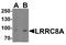 Leucine Rich Repeat Containing 8 VRAC Subunit A antibody, A03517, Boster Biological Technology, Western Blot image 
