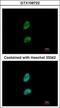 Proteasome activator complex subunit 3 antibody, GTX106722, GeneTex, Immunocytochemistry image 