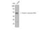 Tubulin alpha-1A chain antibody, STJ90154, St John