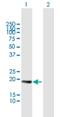 Centrin 3 antibody, H00001070-B01P, Novus Biologicals, Western Blot image 