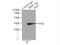 Maltose Binding Protein antibody, 66003-1-Ig, Proteintech Group, Immunoprecipitation image 