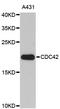 Cell Division Cycle 42 antibody, abx126856, Abbexa, Western Blot image 