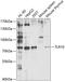 Toll-like receptor 10 antibody, GTX33077, GeneTex, Western Blot image 