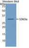 Amylase Alpha 2A (Pancreatic) antibody, LS-C292786, Lifespan Biosciences, Western Blot image 