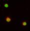 CD48 Molecule antibody, MAB36441, R&D Systems, Western Blot image 