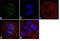 Solute Carrier Family 17 Member 7 antibody, 48-2400, Invitrogen Antibodies, Immunofluorescence image 