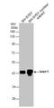 Insulin gene enhancer protein ISL-1 antibody, NBP2-14999, Novus Biologicals, Western Blot image 