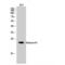 H1 Histone Family Member 0 antibody, LS-C383930, Lifespan Biosciences, Western Blot image 