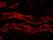 Glutathione Peroxidase 3 antibody, orb19430, Biorbyt, Immunocytochemistry image 