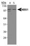 Nibrin antibody, NBP1-06609, Novus Biologicals, Western Blot image 