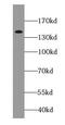 Ceruloplasmin antibody, FNab01614, FineTest, Western Blot image 