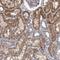 Adenine Phosphoribosyltransferase antibody, HPA026681, Atlas Antibodies, Immunohistochemistry frozen image 