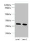 Transmembrane Protein 38B antibody, LS-C379754, Lifespan Biosciences, Western Blot image 