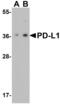 PD-L1 antibody, AHP1703, Bio-Rad (formerly AbD Serotec) , Western Blot image 