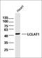 Potassium Voltage-Gated Channel Modifier Subfamily V Member 2 antibody, orb184652, Biorbyt, Western Blot image 