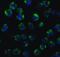 MYD88 Innate Immune Signal Transduction Adaptor antibody, 2125, ProSci, Immunofluorescence image 