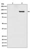 Sirtuin 1 antibody, P00018, Boster Biological Technology, Western Blot image 