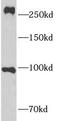 Notch Receptor 3 antibody, FNab05800, FineTest, Western Blot image 