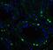Activating Transcription Factor 6 antibody, GTX15457, GeneTex, Immunofluorescence image 