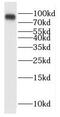 Ran-binding protein 9 antibody, FNab07105, FineTest, Western Blot image 