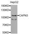 Calpain 3 antibody, abx006705, Abbexa, Western Blot image 