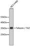 Tafazzin antibody, 22-750, ProSci, Western Blot image 