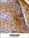 K10 antibody, 62-412, ProSci, Immunohistochemistry paraffin image 