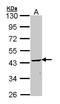 2 ,3 -cyclic-nucleotide 3 -phosphodiesterase antibody, LS-B4224, Lifespan Biosciences, Western Blot image 