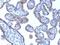 Perilipin 2 antibody, orb385950, Biorbyt, Immunohistochemistry paraffin image 