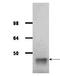 Asparaginase Like 1 antibody, orb388802, Biorbyt, Western Blot image 