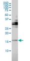 Trafficking Protein Particle Complex 2 antibody, H00006399-M01, Novus Biologicals, Western Blot image 