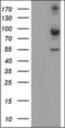 Calpain 2 antibody, orb314786, Biorbyt, Western Blot image 