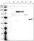 V5 epitope tag antibody, abx034630, Abbexa, Western Blot image 