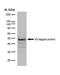 Paramyxovirus SV5 Pk antibody, MA1-34099, Invitrogen Antibodies, Western Blot image 