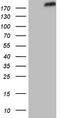 SET Domain Containing 1A, Histone Lysine Methyltransferase antibody, LS-C339748, Lifespan Biosciences, Western Blot image 