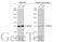 Neurofibromin 2 antibody, GTX135254, GeneTex, Western Blot image 