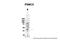Proteasome 26S Subunit, ATPase 5 antibody, 28-816, ProSci, Enzyme Linked Immunosorbent Assay image 