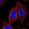 Kelch Like Family Member 12 antibody, HPA071324, Atlas Antibodies, Immunocytochemistry image 