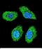 Radiation-inducible immediate-early gene IEX-1 antibody, PA5-48274, Invitrogen Antibodies, Immunofluorescence image 