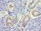 TNF Superfamily Member 13 antibody, LS-C376921, Lifespan Biosciences, Immunohistochemistry frozen image 