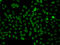 Phosphatidylinositol Specific Phospholipase C X Domain Containing 2 antibody, STJ29752, St John